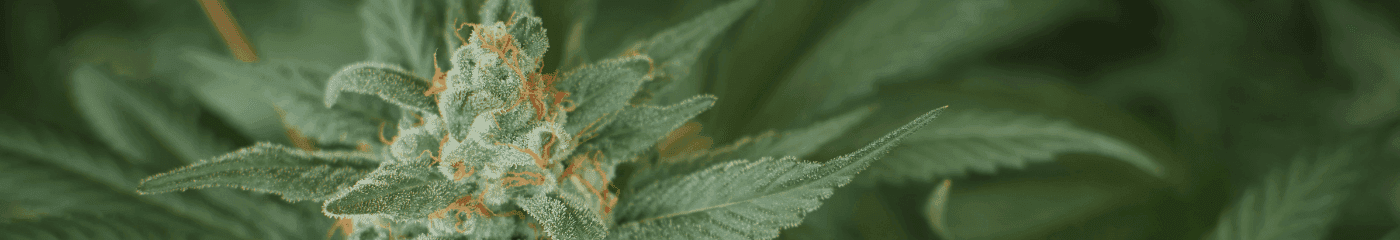 Nahaufnahme einer Cannabispflanze